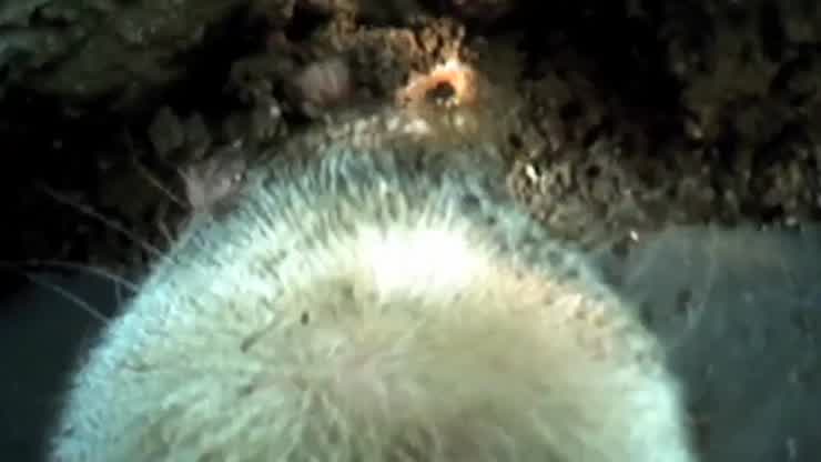 Pig Cam