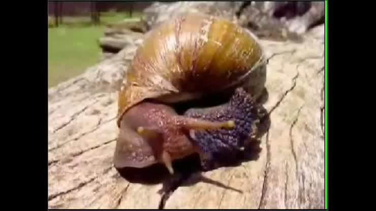 Invertebrate #1