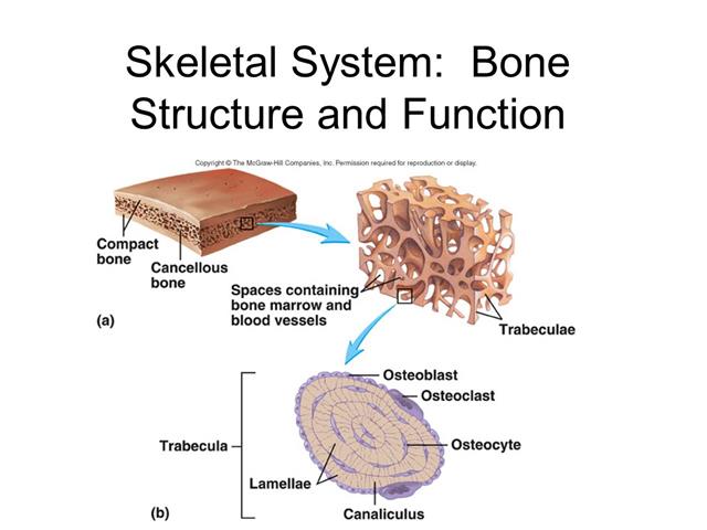 Skeletal System: Bone Structure and Function