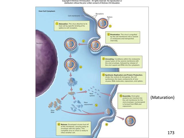 Virus Lecture 2