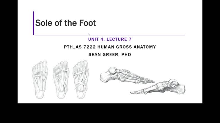 Unit 4-7 Sole of Foot