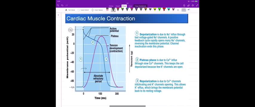 Heart - Muscle Contraction