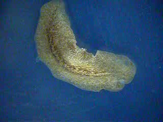 Invert 12