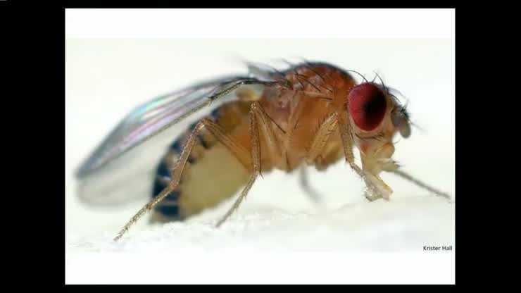 Michael Reiser & Gwyneth Card: Fly vision overview: How Do Flies See ...
