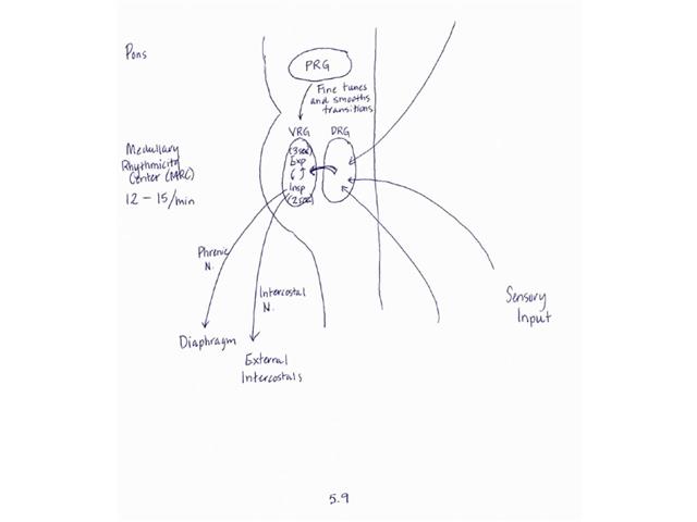 Respiratory Lecture 3