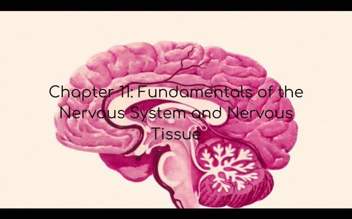 Chapter 11: Fundamentals of the Nervous System and Nervous Tissue
