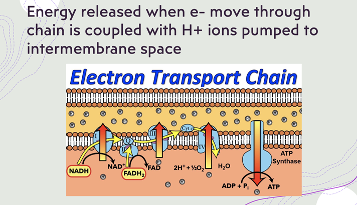 Oct 25: Electron Transport Chain and ATP Synthase; Fermentation
