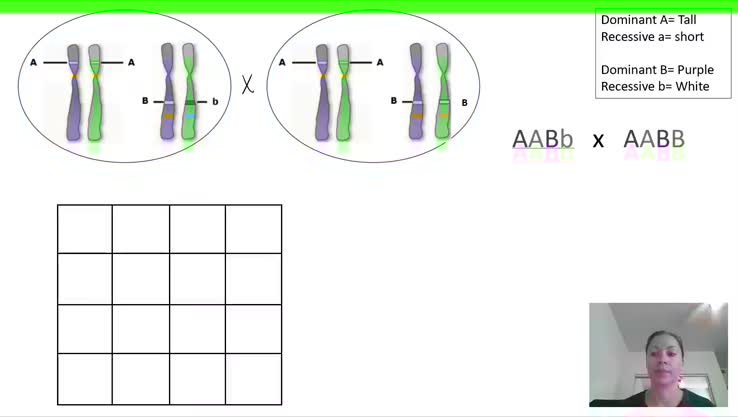 CH15d: Dihybrid cross