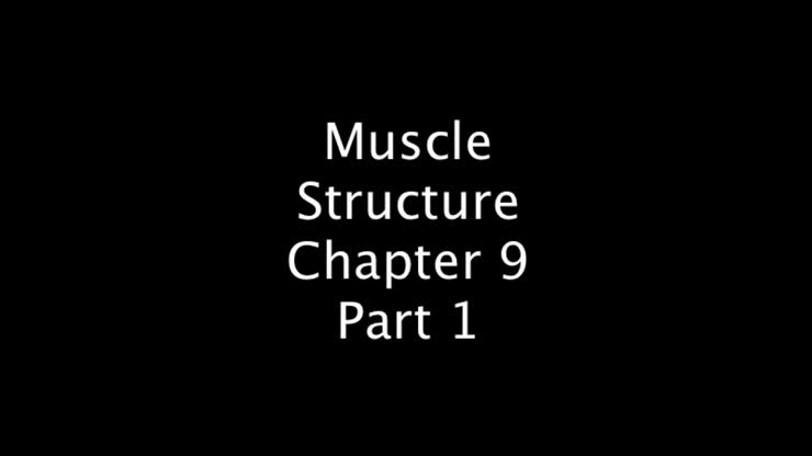 Muscle Part 1