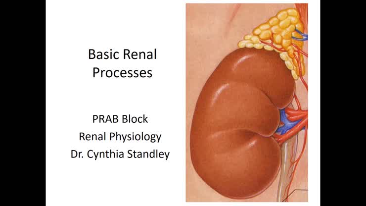 04-21-2023 8am Basic Renal Processes ILM