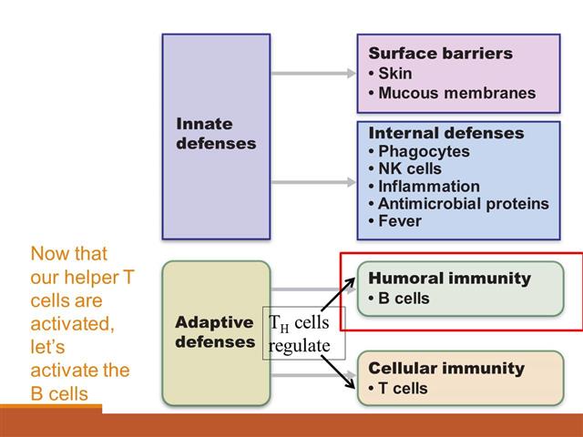 Ch 21 - Immune Response