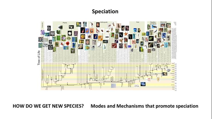 Chapter 14_Speciation (~20.75 min)