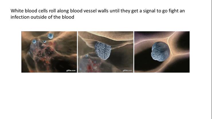 Extracellular Matrix and Cell-Cell contacts are Needed to Generate a ...