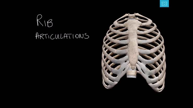 Rib articulations