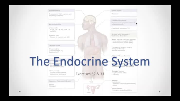 Endocrine Lecture