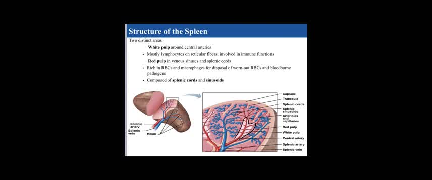 Spleen